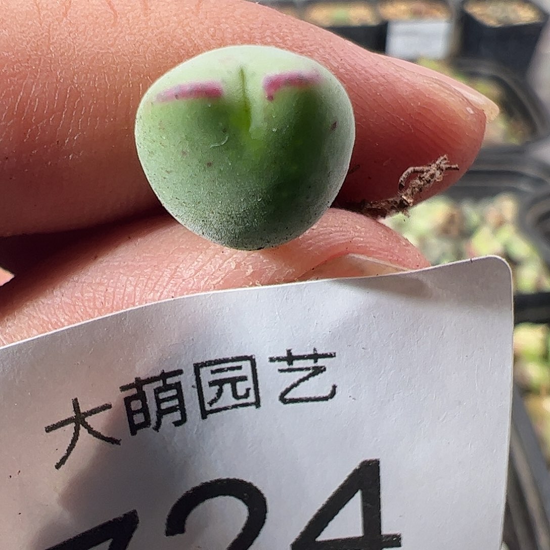 一物一拍正版白花大枪724