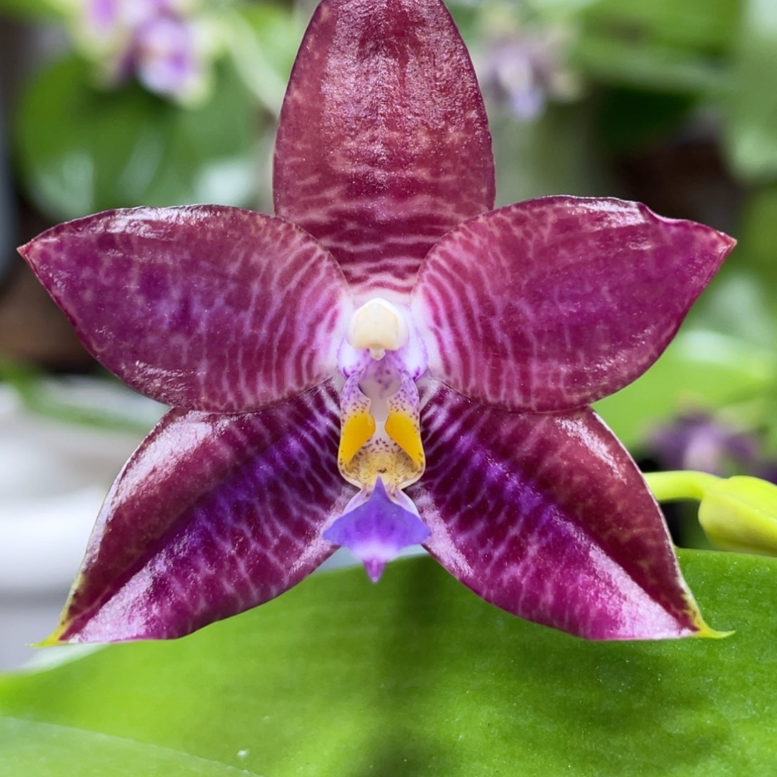 大部分花苞少量开放3667柳林