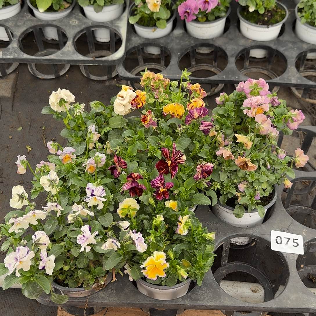 075号大花角堇清棚福利无售后