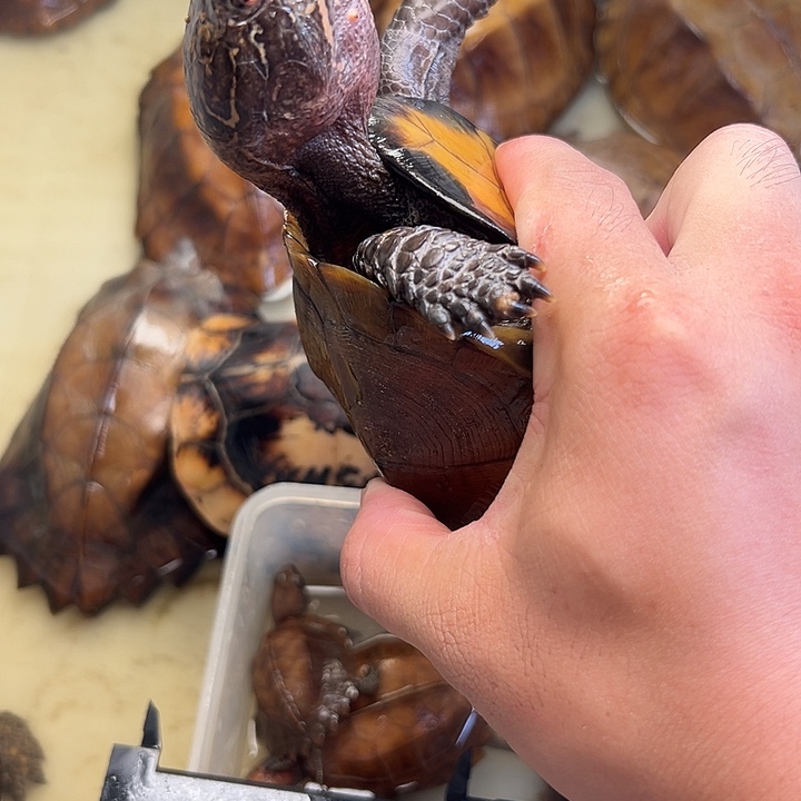 母宠物龟南****.剧院龟