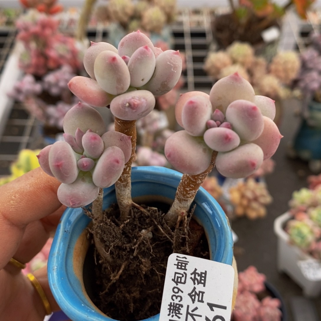 苹果奶361/5cm叶片发黄