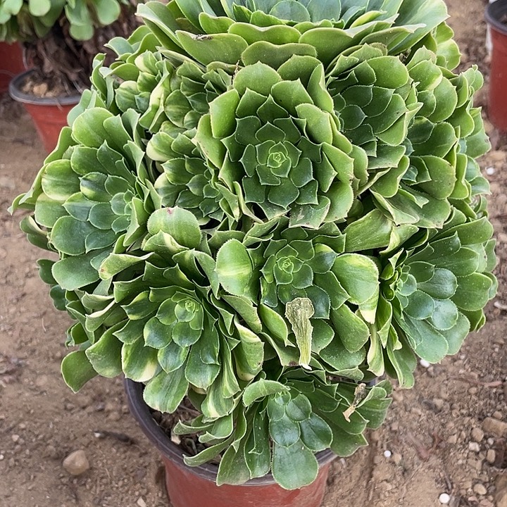 小***风267绿玫瑰多肉植物