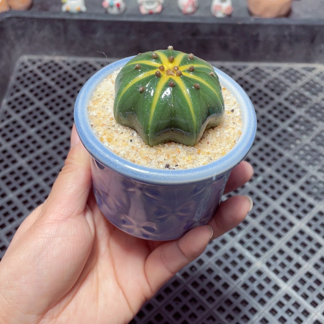 w9206 带盆土发货-零下地区拍保温箱