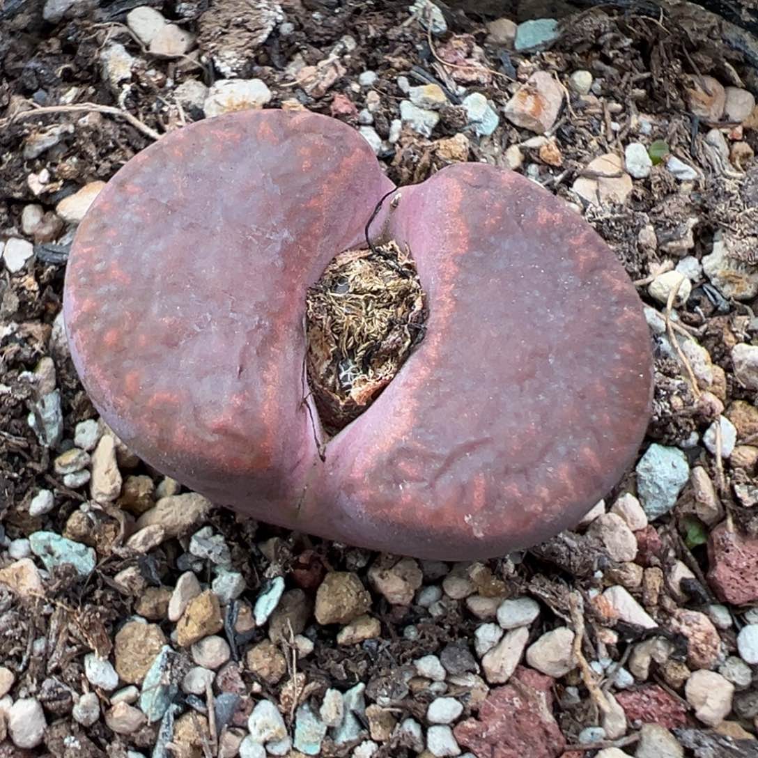 12.8好看的多肉脱土发货472