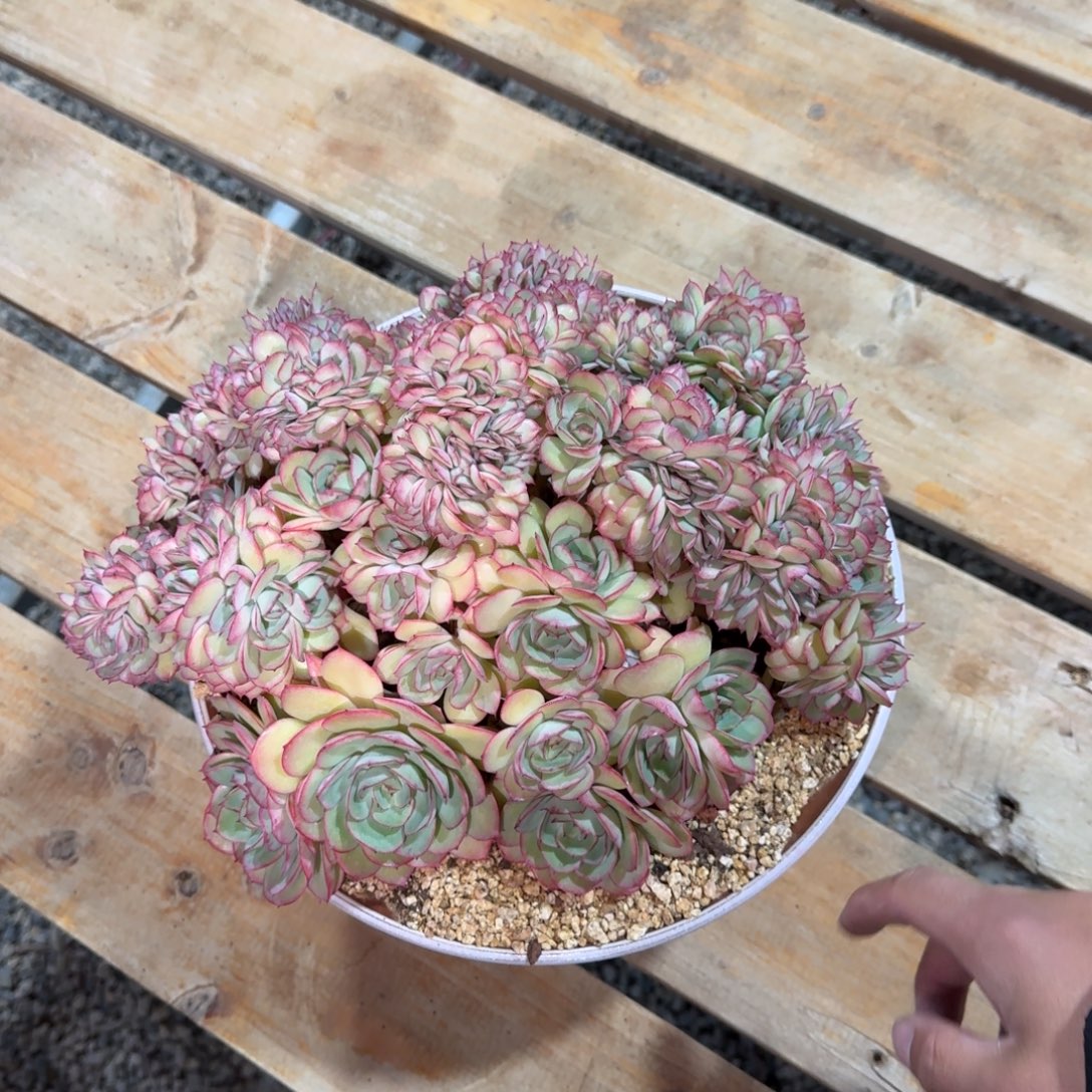 蔬***子寄养在一个不富裕但