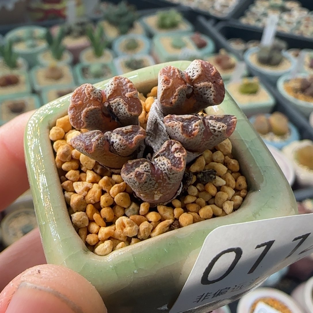 0112--一物一拍 带盆