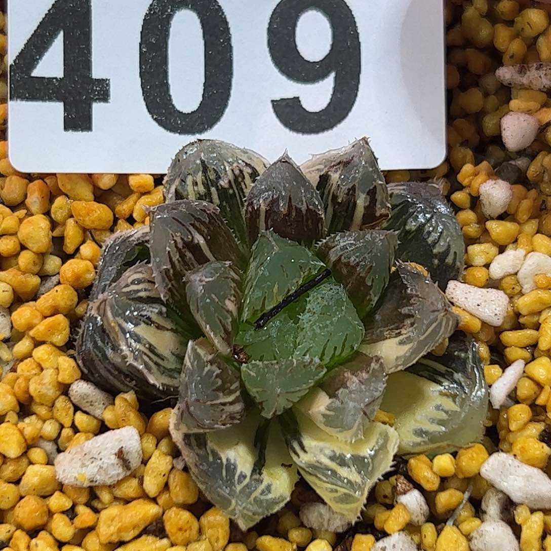 红岩锦十二卷多肉植物