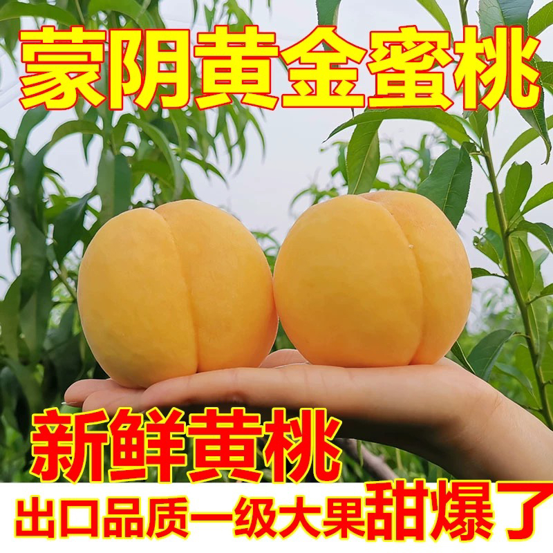 山东蒙阴黄毛桃黄金蜜桃新鲜采摘黄桃纯甜脆桃孕妇黄桃子