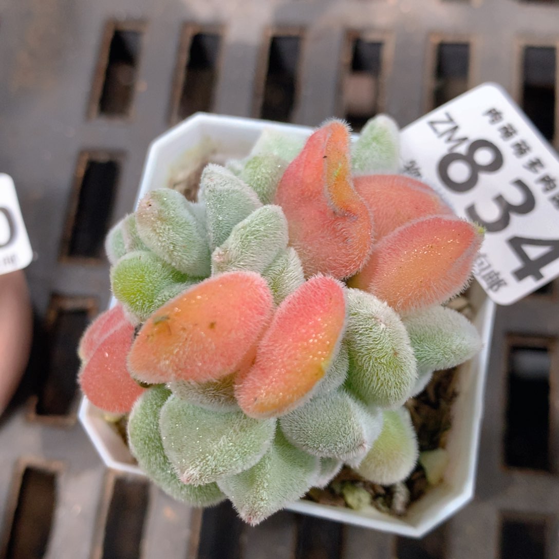 5CM拇指盆精控多肉ZM834