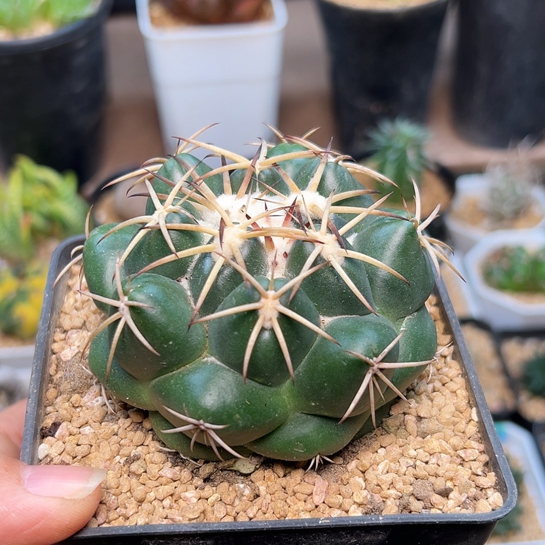 大尤象牙丸实生球8cm
