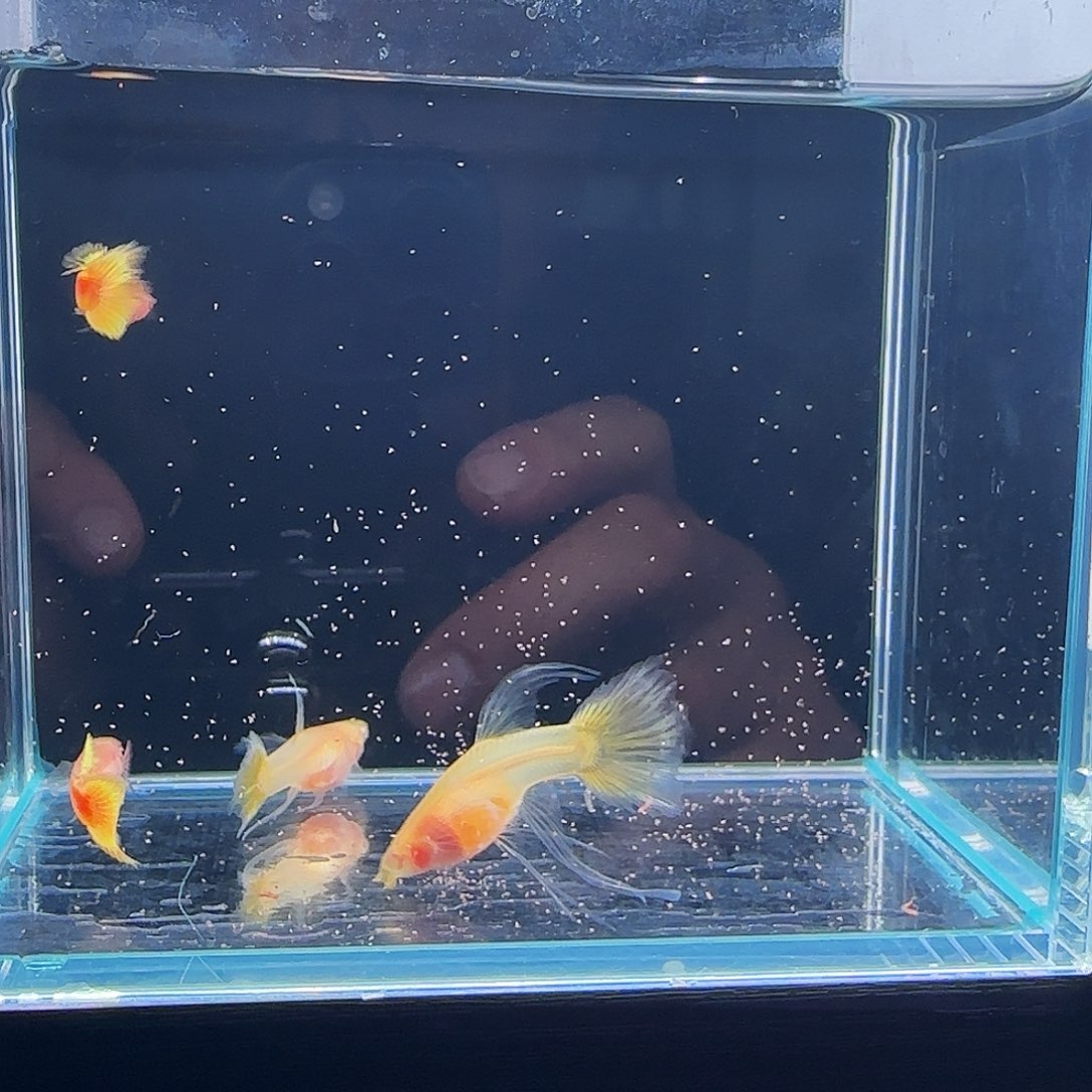 孔雀鱼黄金玻璃C 2对 33号