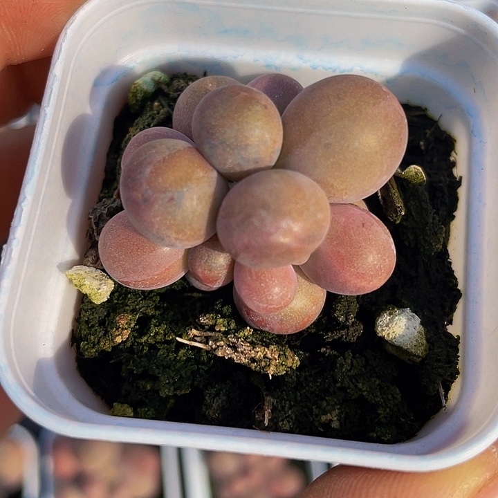 艾*艾文专拍满18包邮20