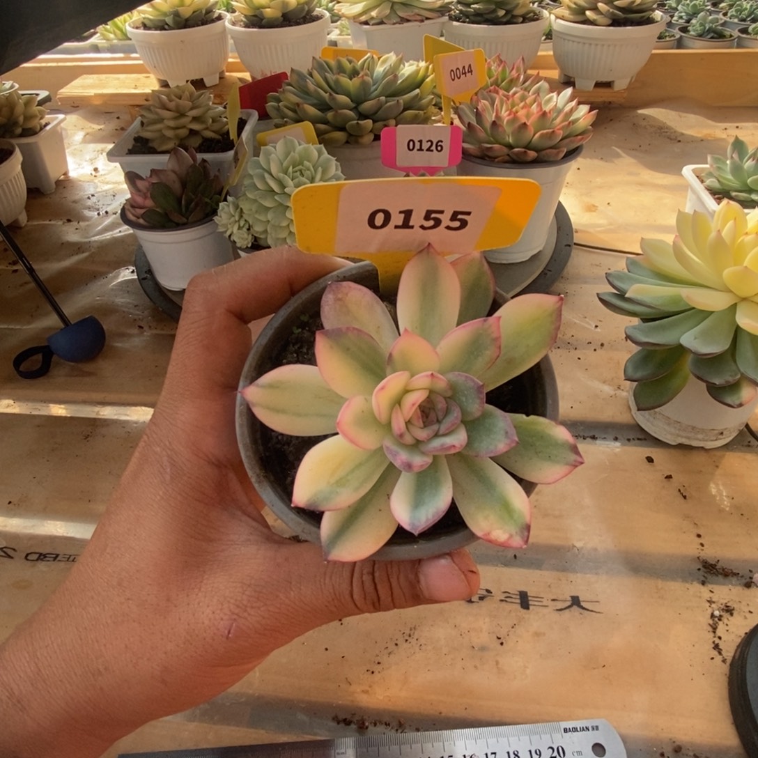 0155雨燕座哈哈哈哈哈哈哈