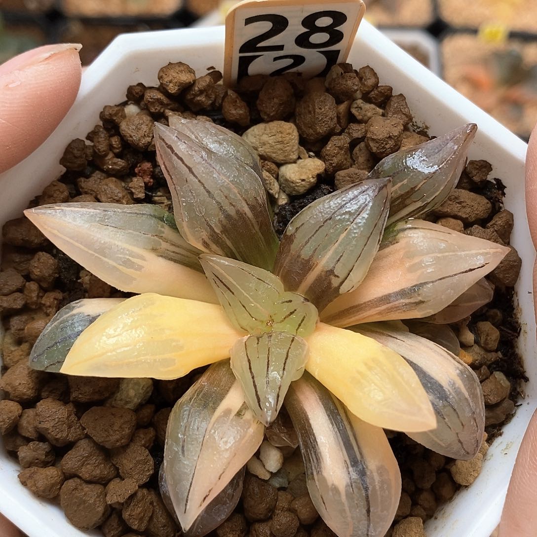 28号西瓜锦一物一拍