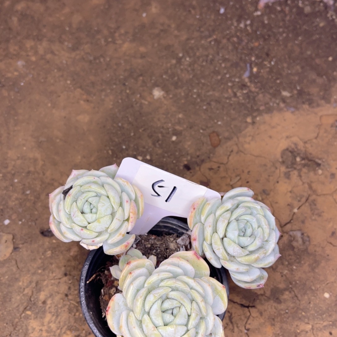 51 柠檬劳林 一物一拍