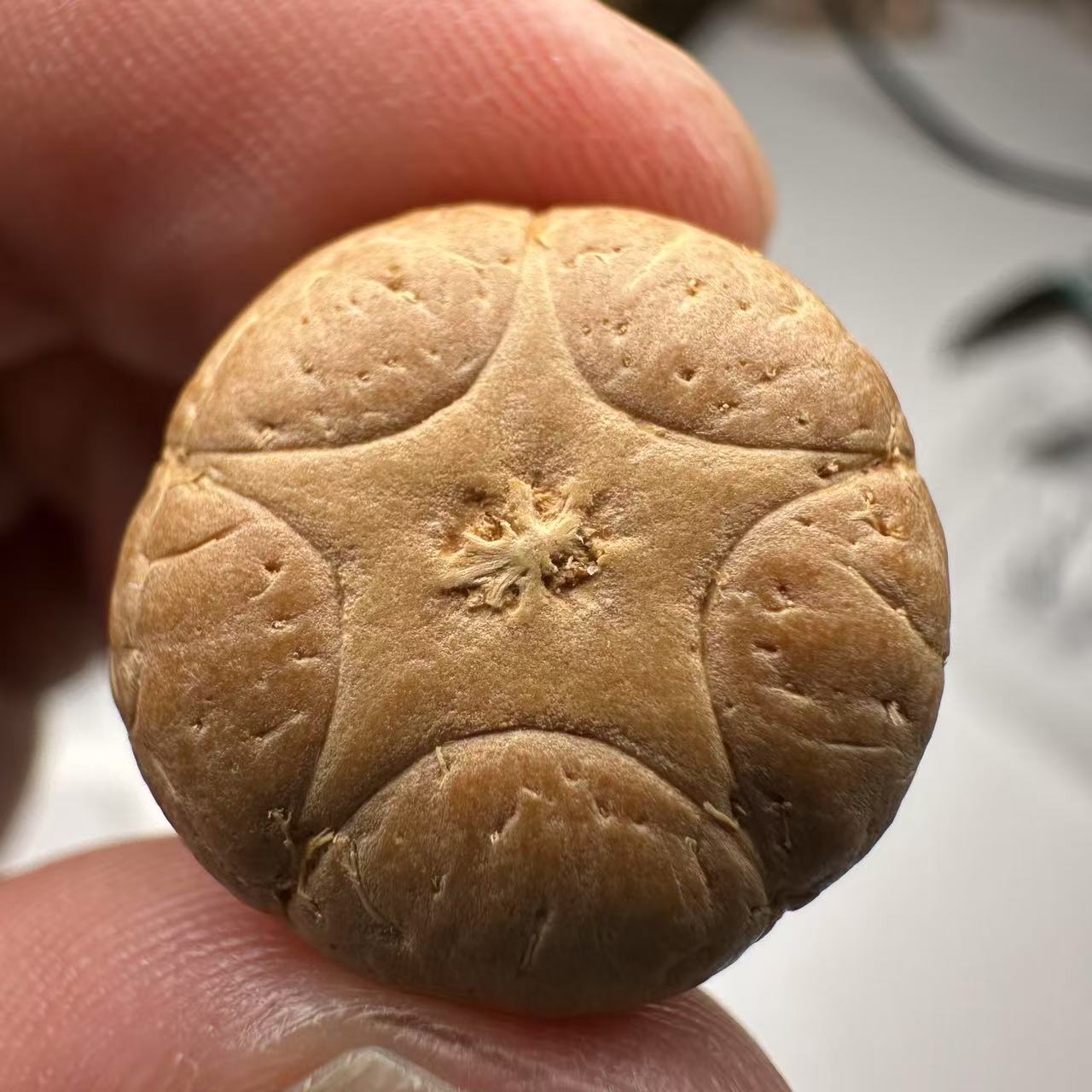 尼泊尔五星菩提，尺寸19，sss系列，货号92