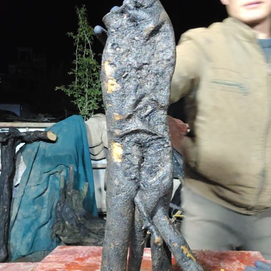 山***无花朵山里人家金单子