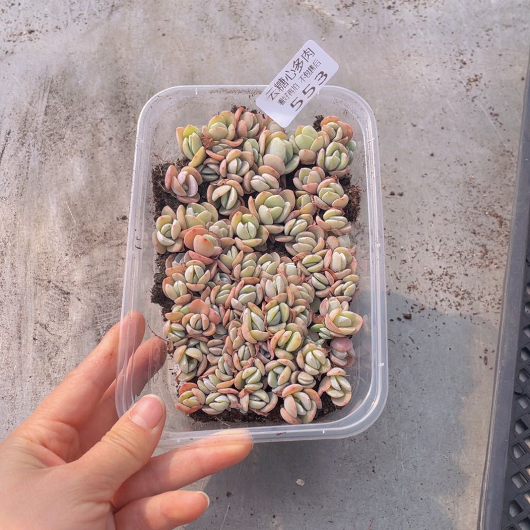 云糖心多肉植物553