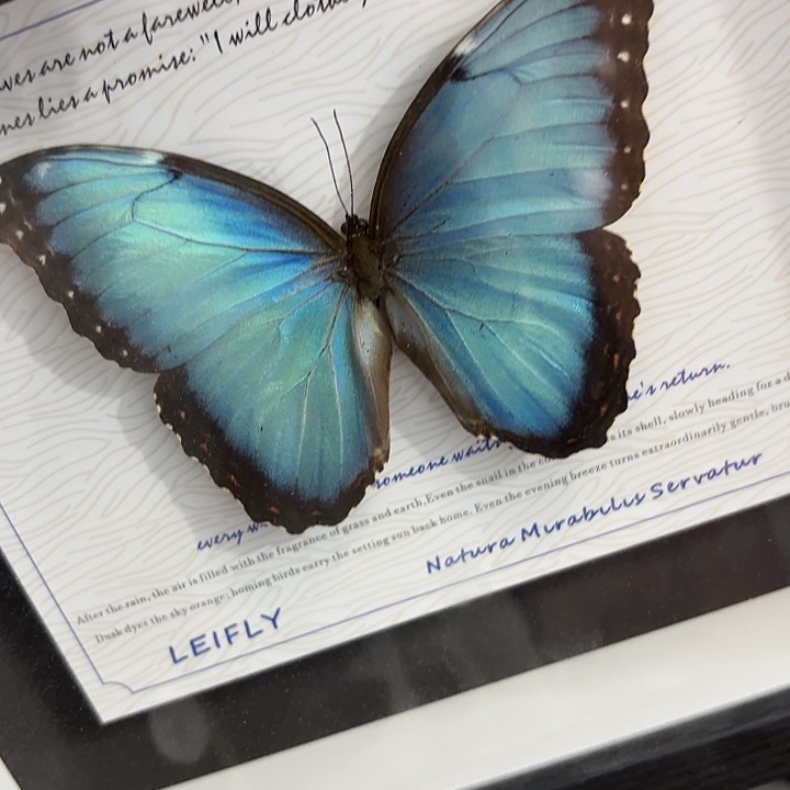 卿***上蝴蝶标本定制865@