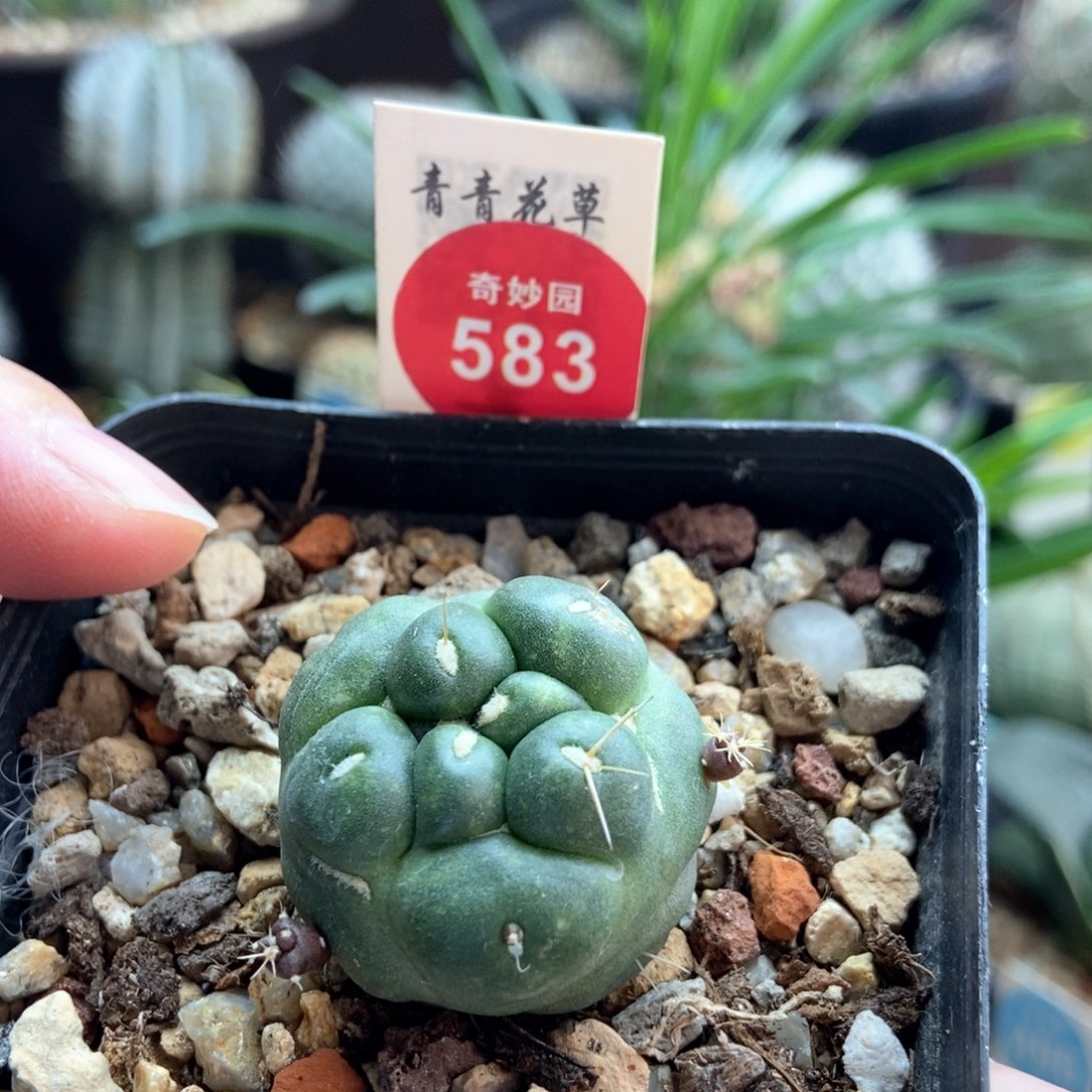 实生带崽无刺象牙一颗仙人球