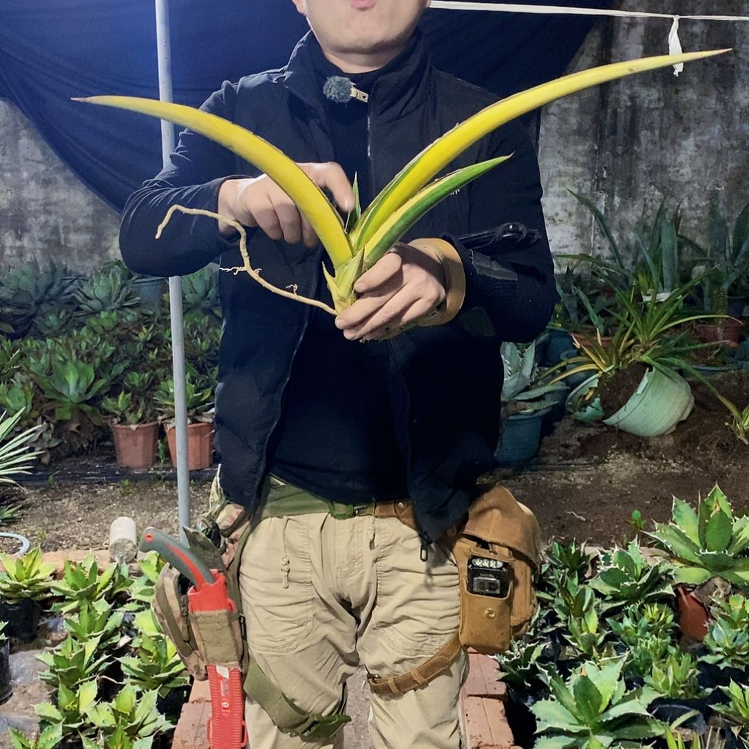 虎皮兰锦（有伤）98.8