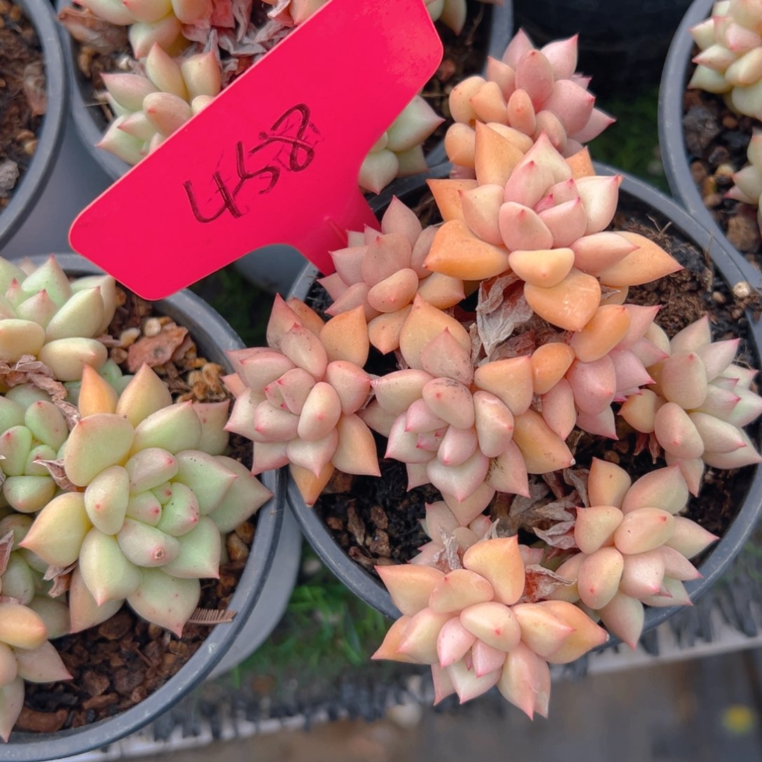 香玉的故事是一个人的故事