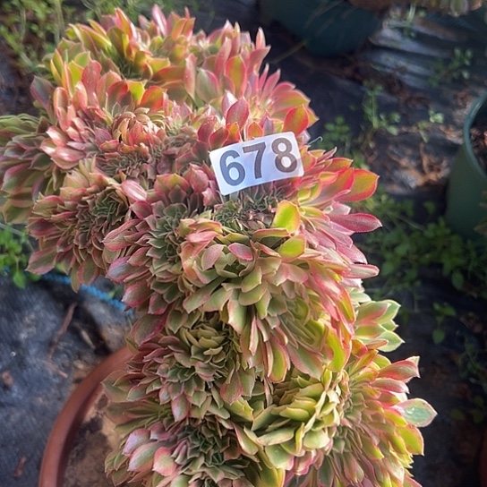 浅***念多肉植物一个斑斓678