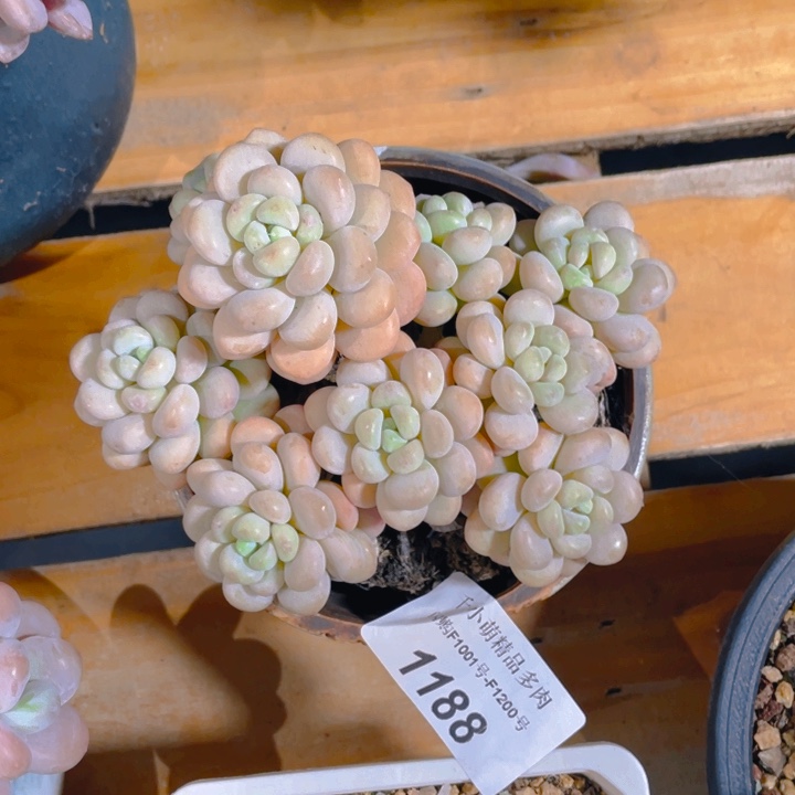 谢谢你的支持00000001188