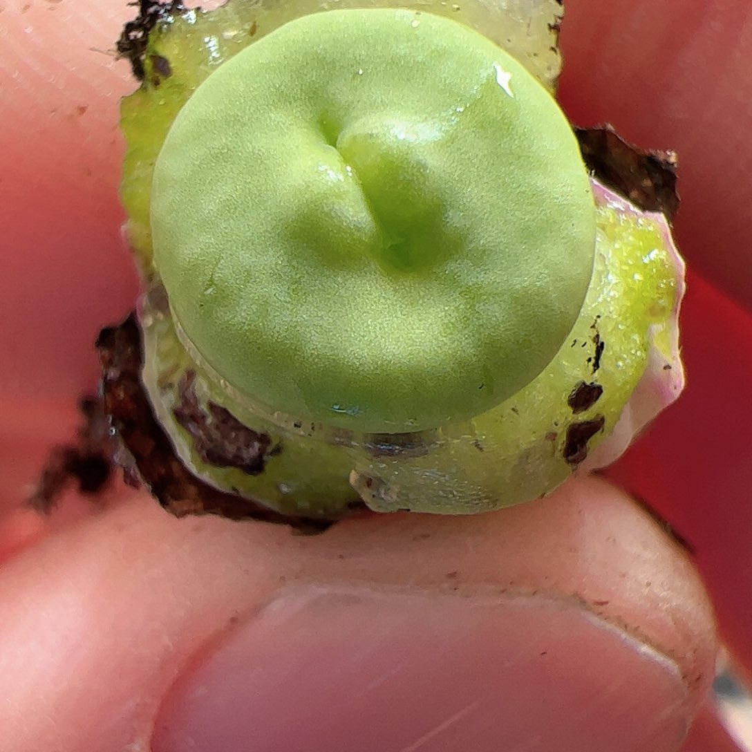 【闪购商品】141 红嘴嘟嘴