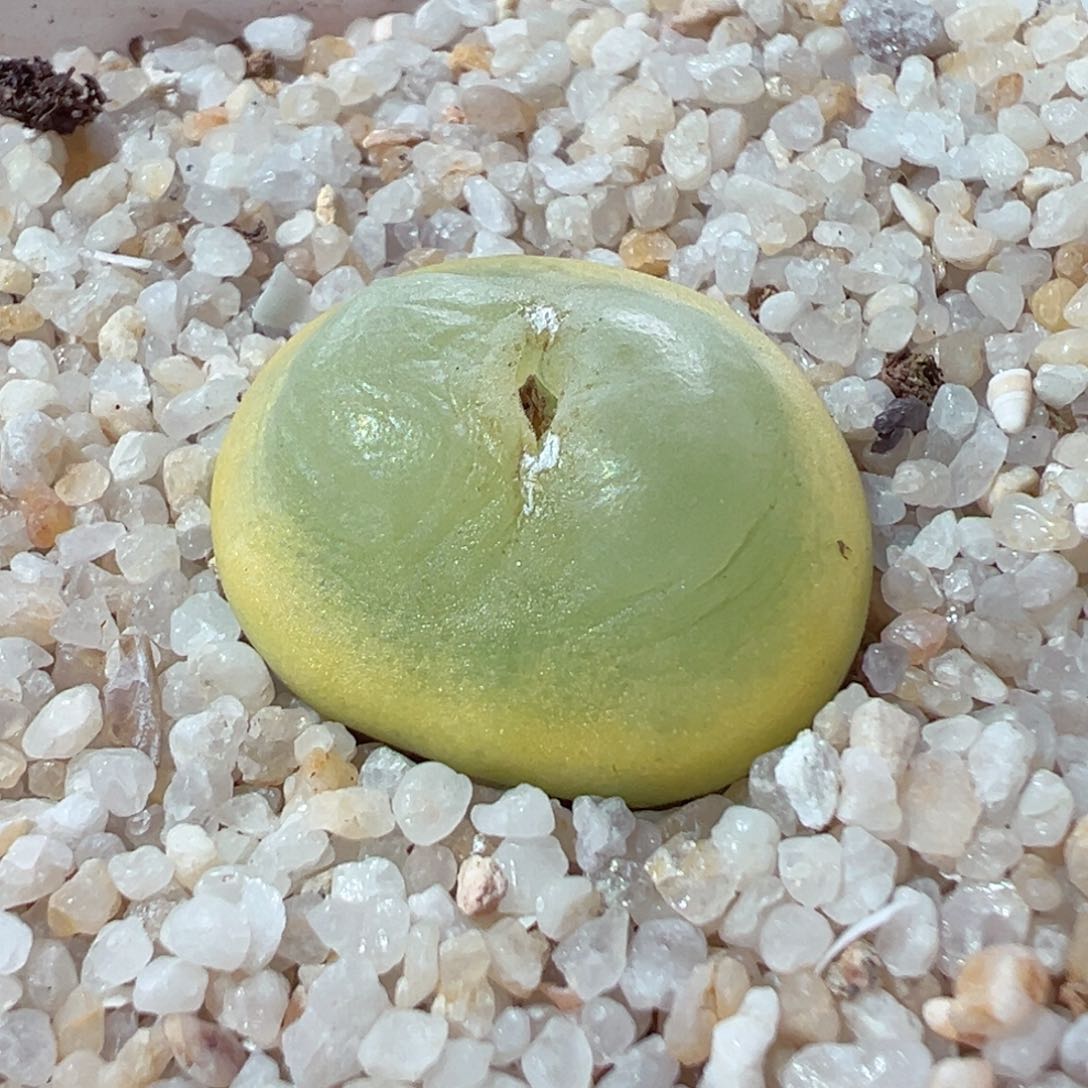 210-351多肉拉登2.1cm