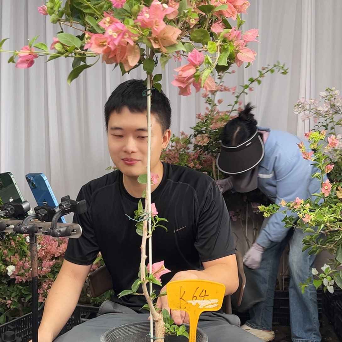 惠***子当前无花栽培后可以开花K64米罗