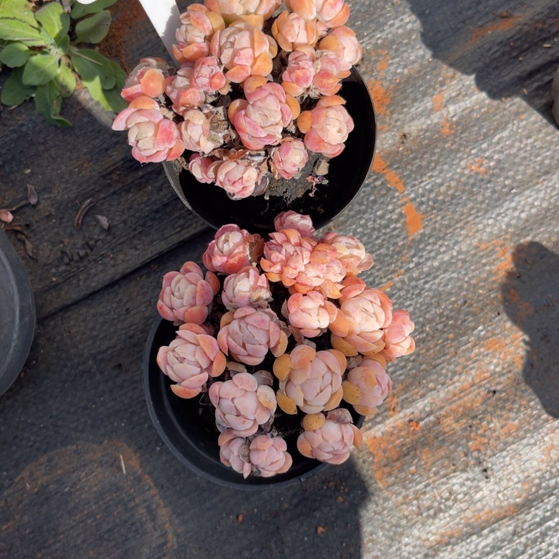 百***友云尘多肉一物一拍带盆带土不包整1091