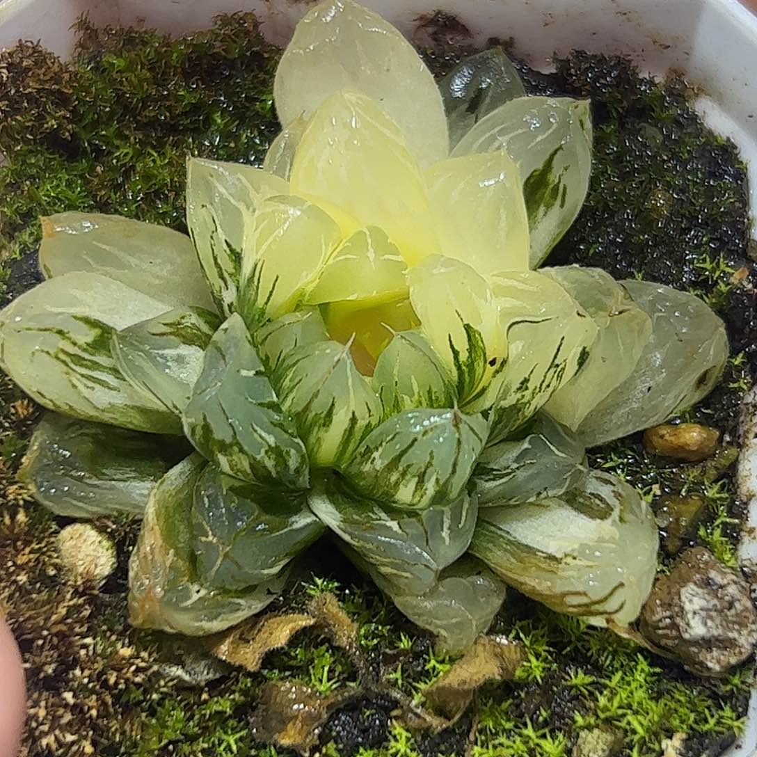 北极之光锦十二卷多肉植物