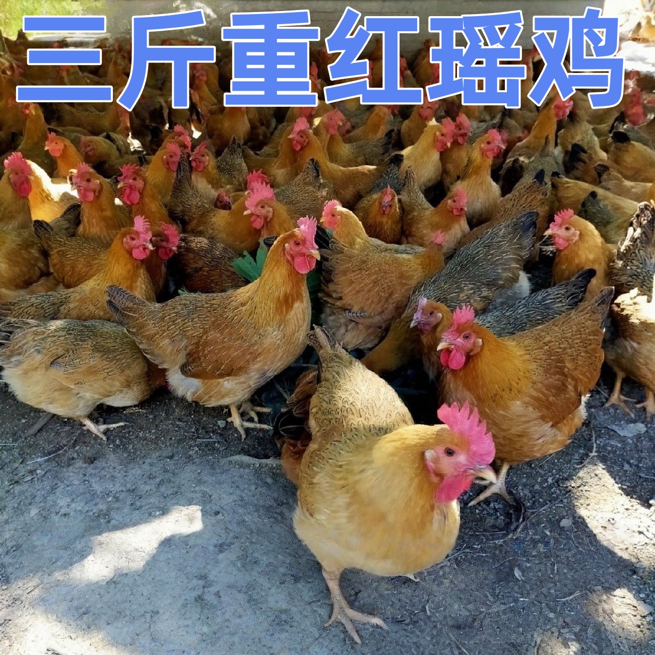 【鸡场直发】三斤重宠物鸡红瑶鸡农家散养土鸡