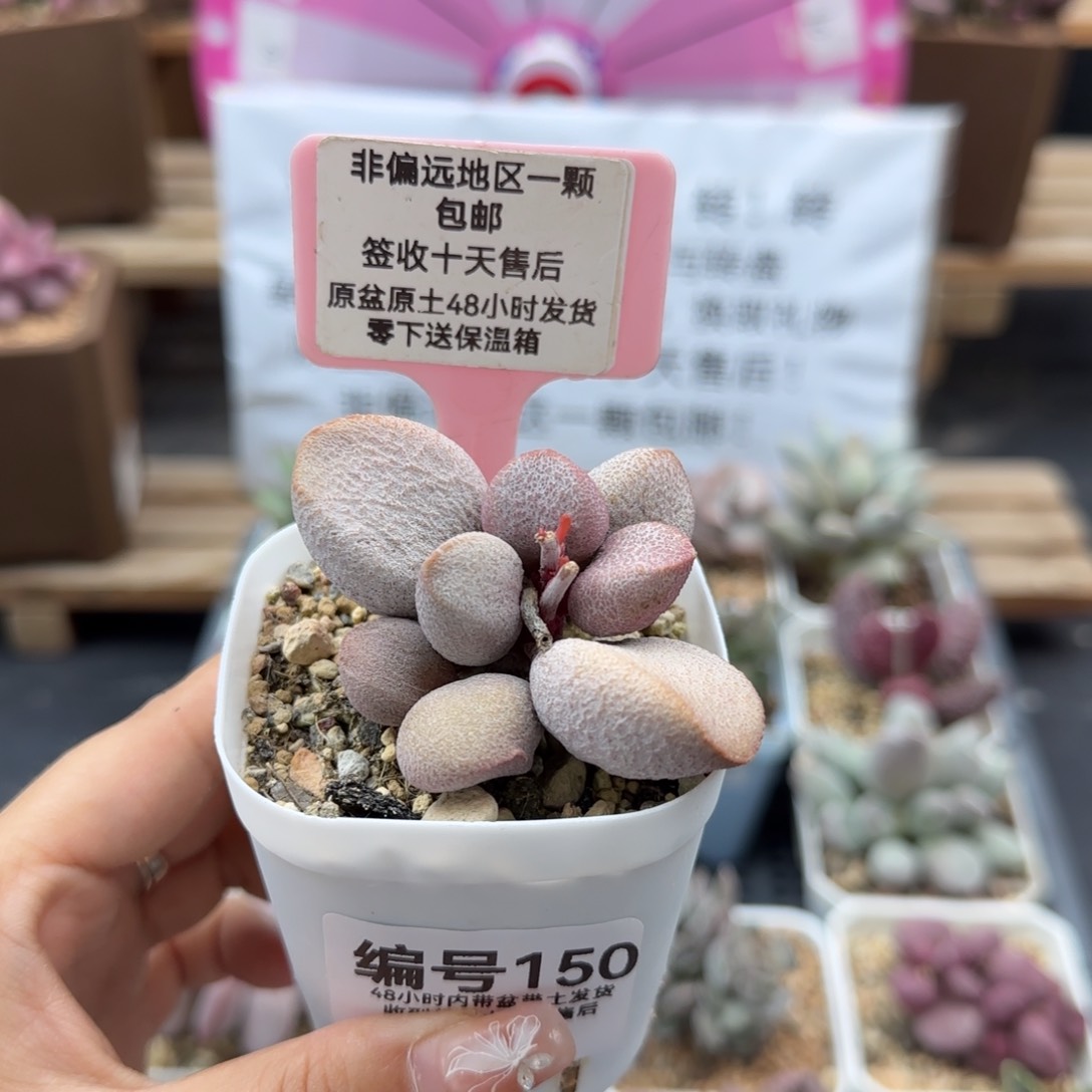 150甜心多肉植物