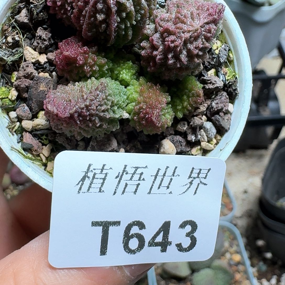 643盒多肉植物哇fv