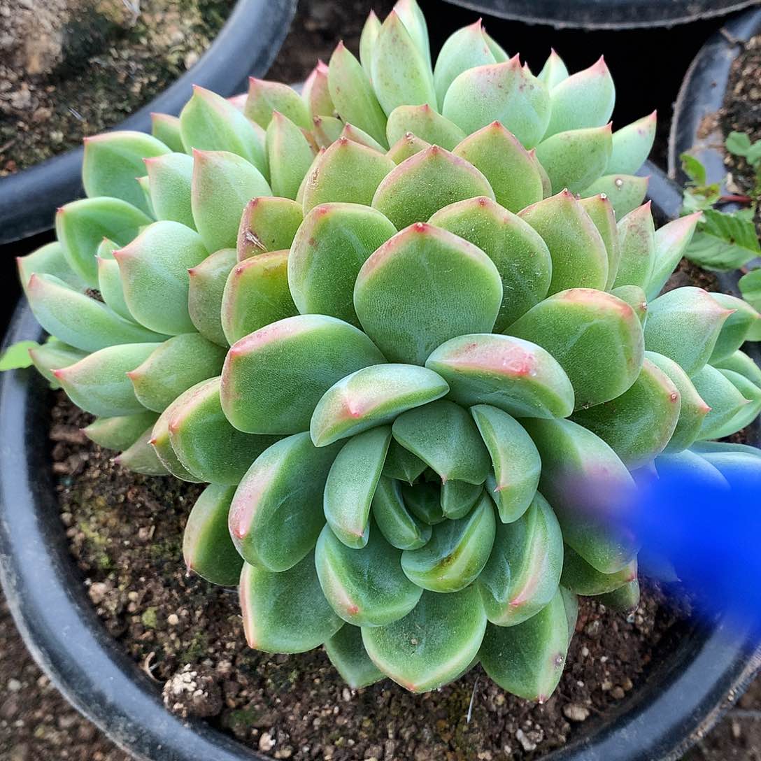 珍妮一物一拍12-97