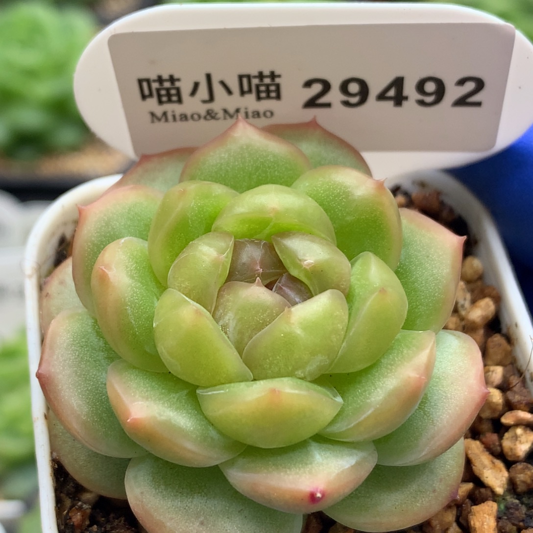 多肉植物杂交珍妮