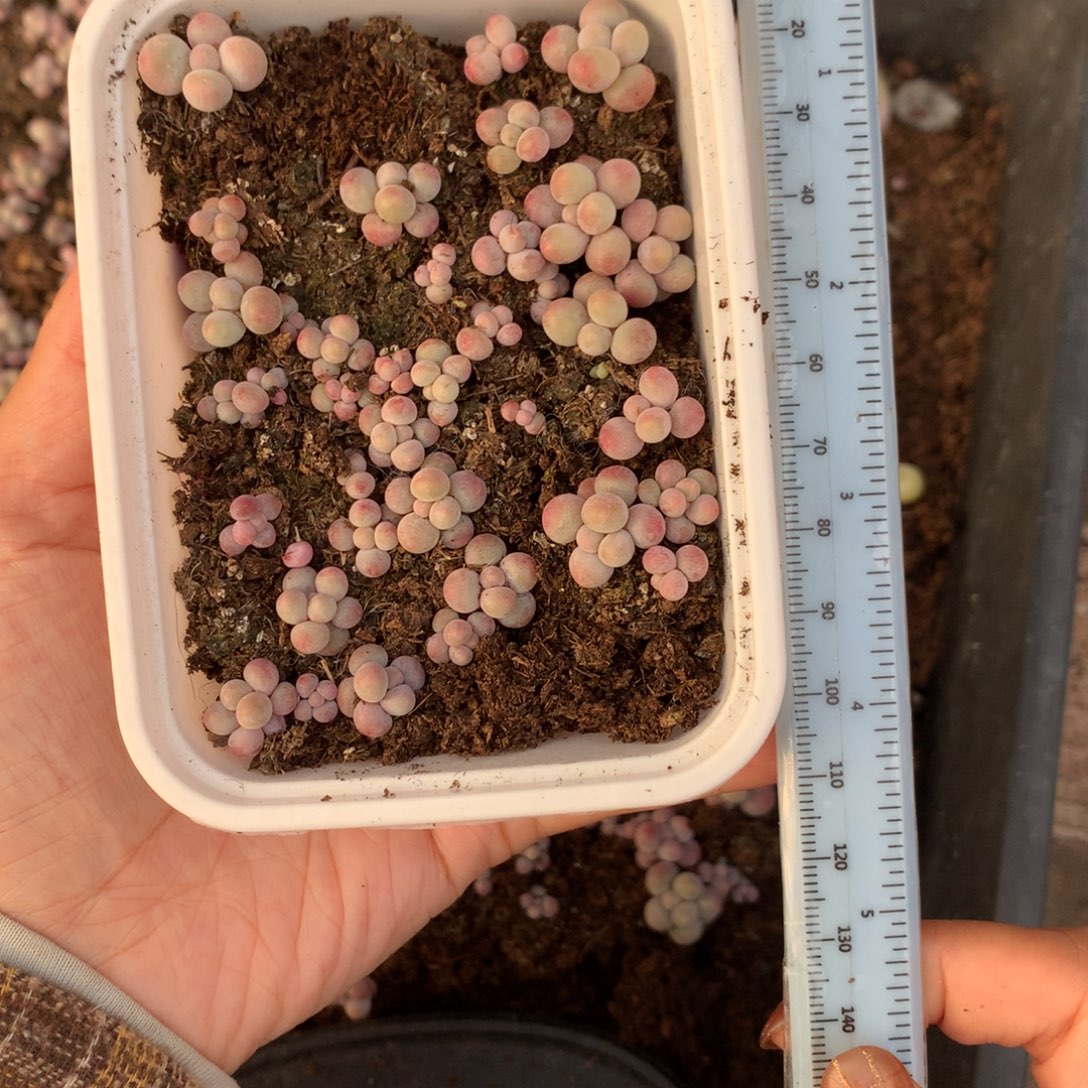 斯***屿一起嚯哈哈哈哈哈切糕