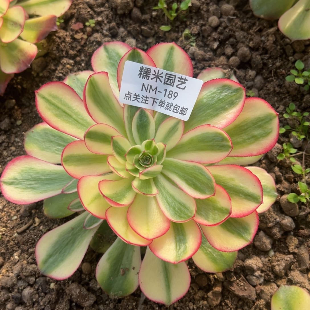 荔枝多肉植物189