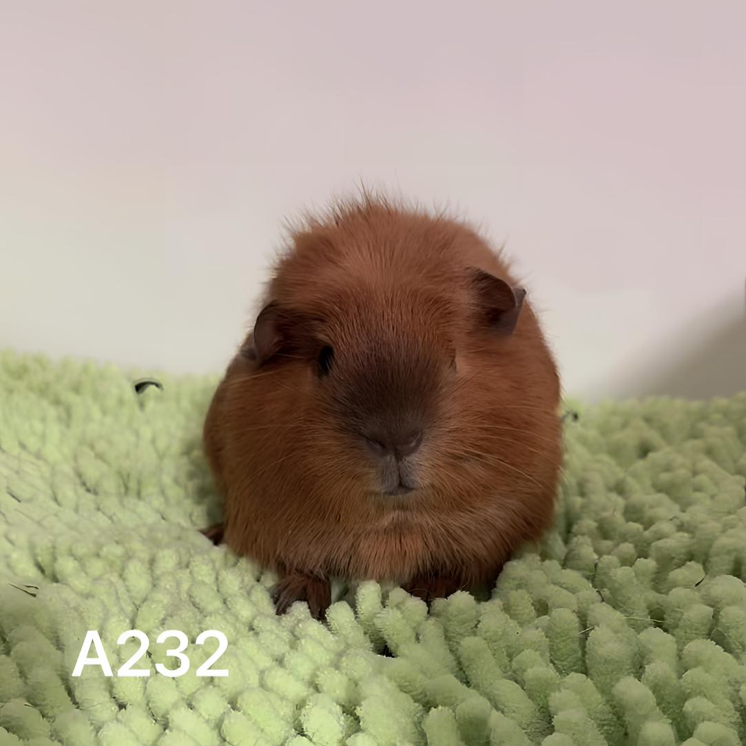 红棕加州荷兰猪豚鼠妹妹京东包邮