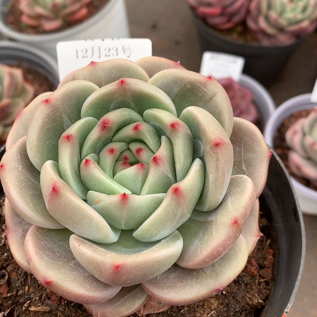 【闪购商品】云320号香槟玫瑰9厘米
