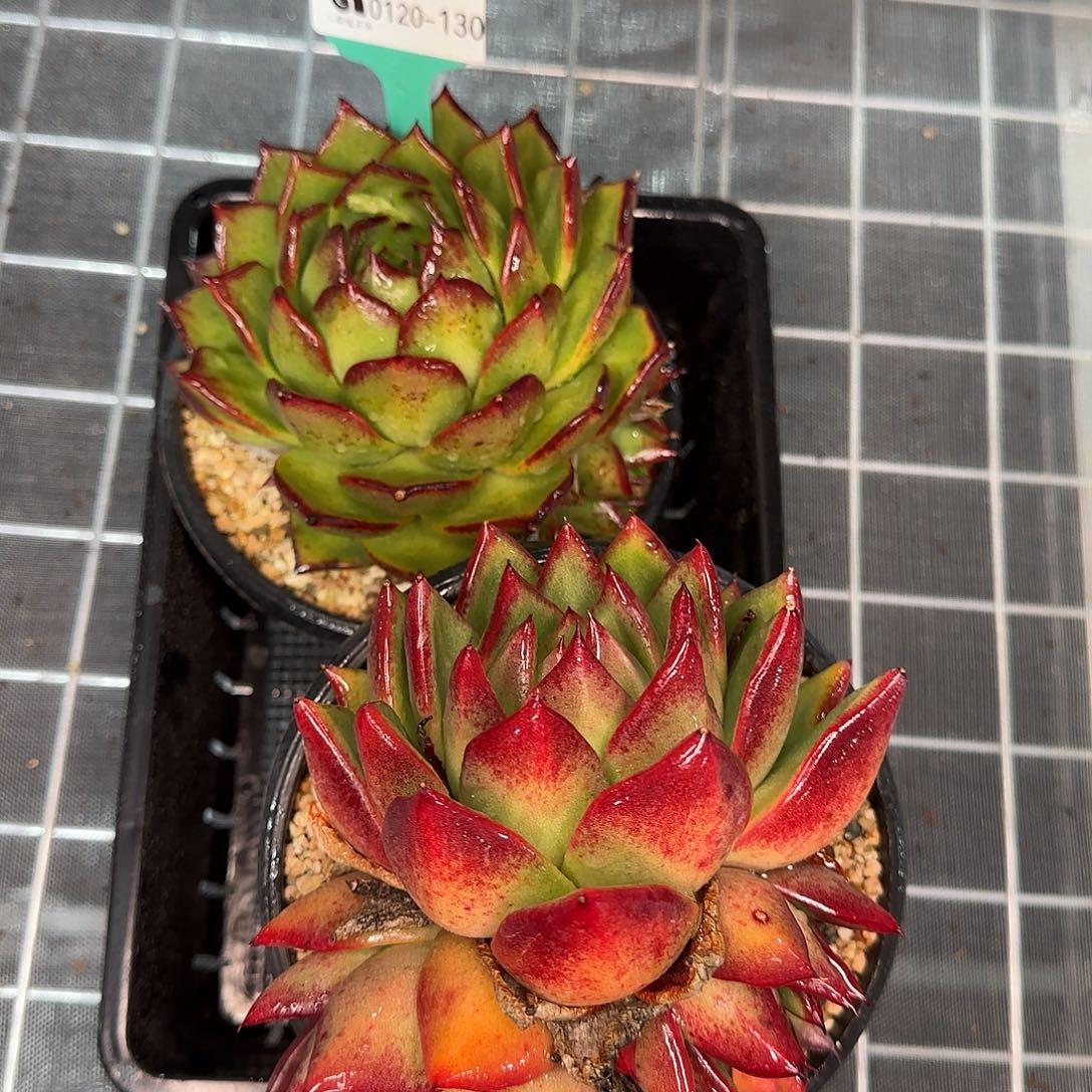 从前慢花园精选0120-130