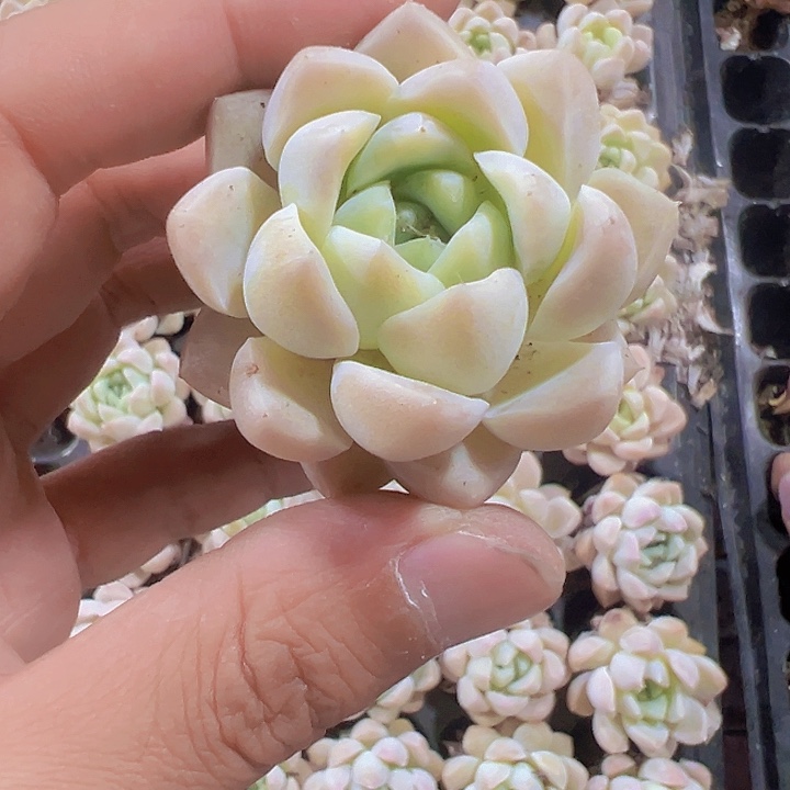 粉水晶精品多肉植物