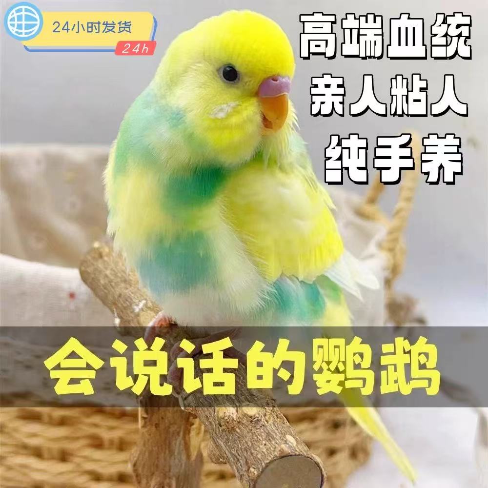 家养亲人大头虎皮鹦鹉活体鸟学说话黏人宠物鸟亲人可手养