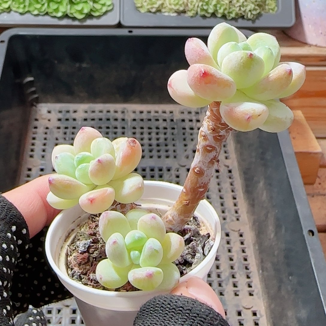 多肉1007--49罗琦小老桩