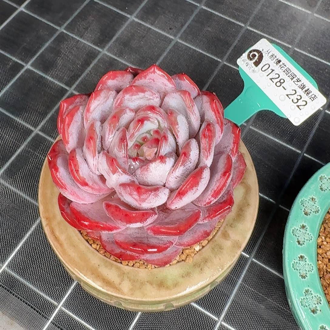 从前慢花园多肉0128-232