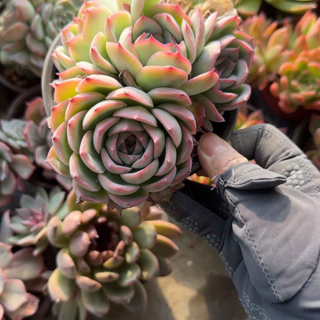 心***语无花朵120小五头侧影