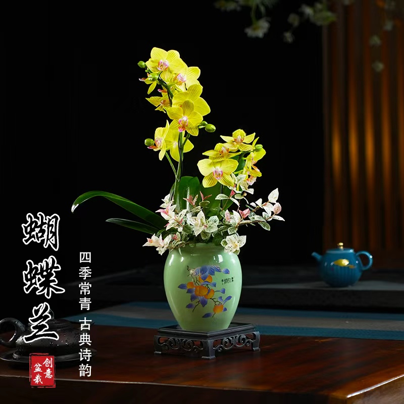 丽香蝴蝶兰盆栽四季常青花卉茶桌面净化空气花办公室内绿植物花开