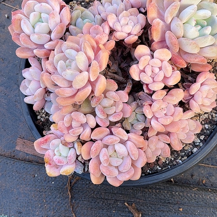 ****多肉植物一物一拍